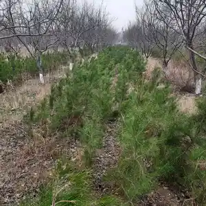 Сосна, Худжанд