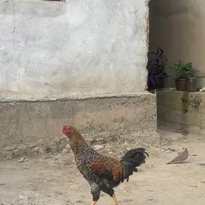Мург, Душанбе