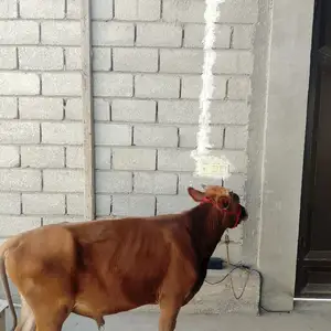 Букачахо, Худжанд
