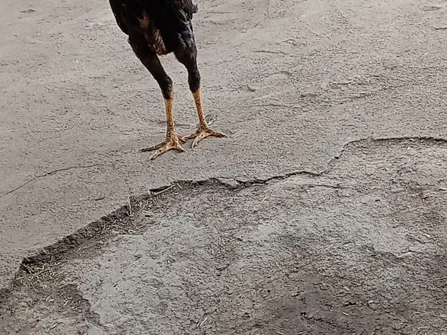 Чучаи Дакан, Душанбе