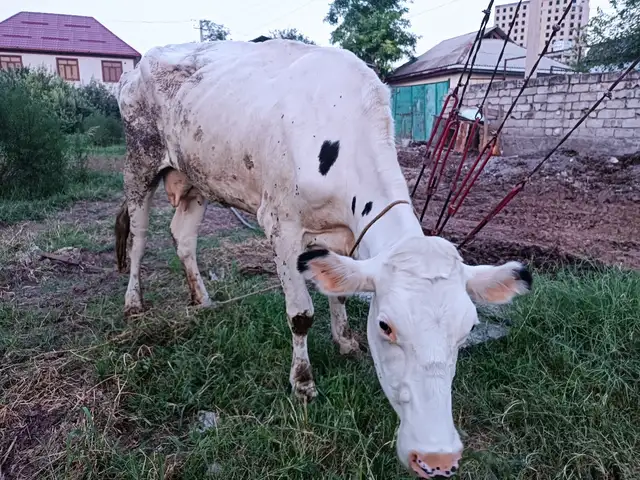 Гови зоти швейский, Душанбе