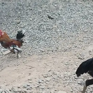 Японка хуруз, Турсунзаде