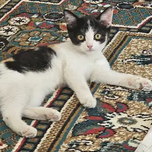 Британская кошка, Худжанд