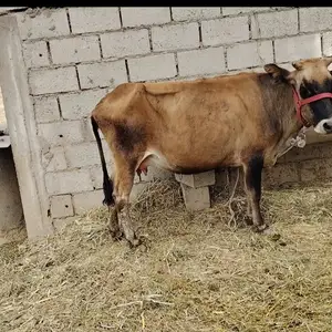 Гов, Яван