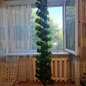 Виноградные листья декоративные, Душанбе