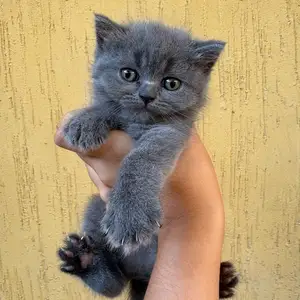 Шотландские котята, Душанбе