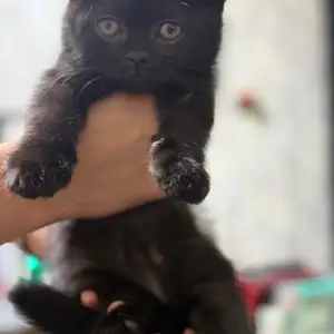 Шотландский котёнок, Душанбе
