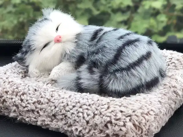 Спящий Котёнок на подушке, Душанбе