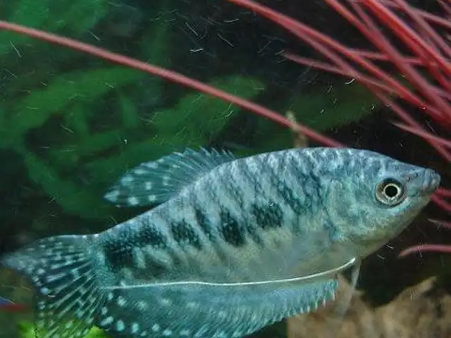 Гурами синий, Душанбе