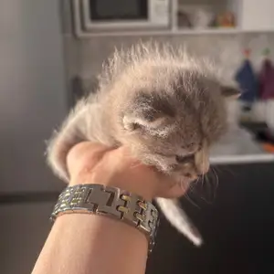 Котята, Худжанд