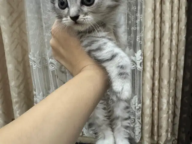Котята, Бохтар (Курган-Тюбе)