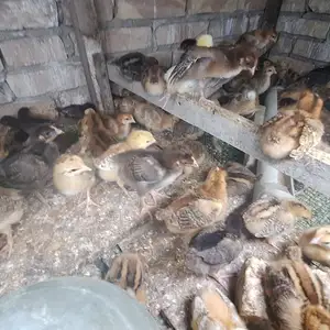 Чучахо, Вахдат