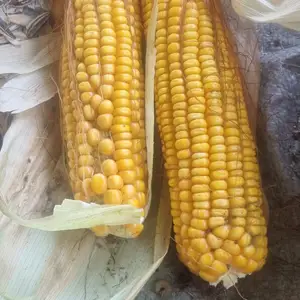 Чуворимакка, Хуҷанд