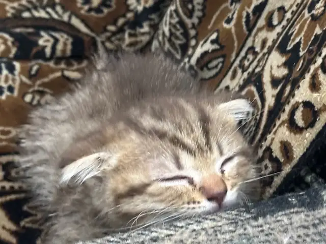 Британские котята, Душанбе