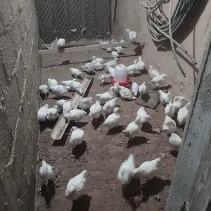 Чучаҳо, Душанбе