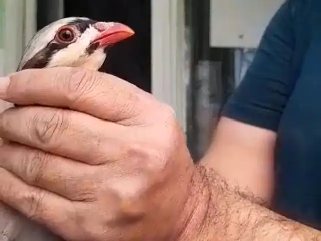 Кабк, Душанбе