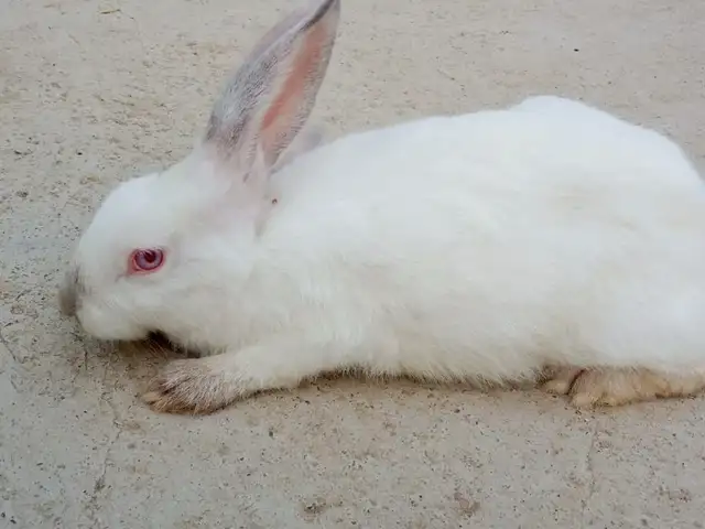 Харгушакхо, Хуҷанд