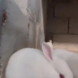 Заргуш, Душанбе