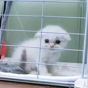 Шотландский вислоухий котёнок, Душанбе