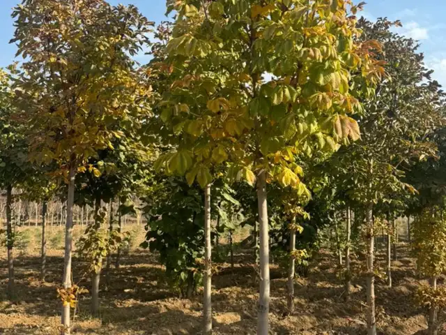 Каштан, Душанбе