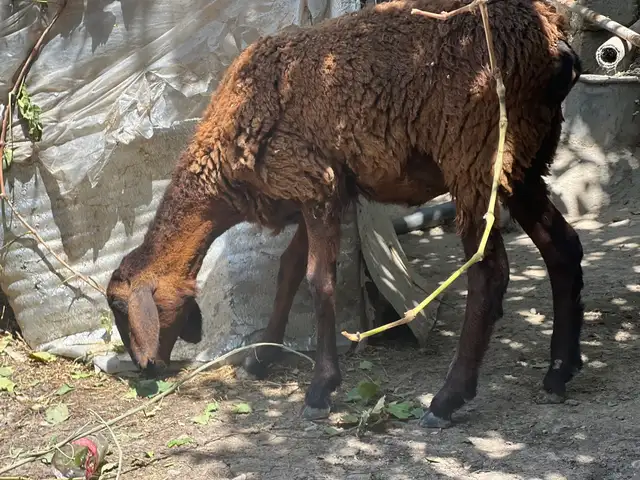 Гусола, Душанбе