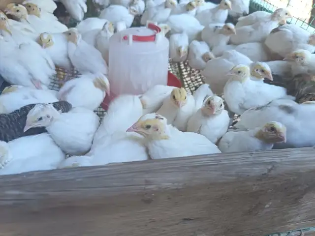 Будана, Гиссар