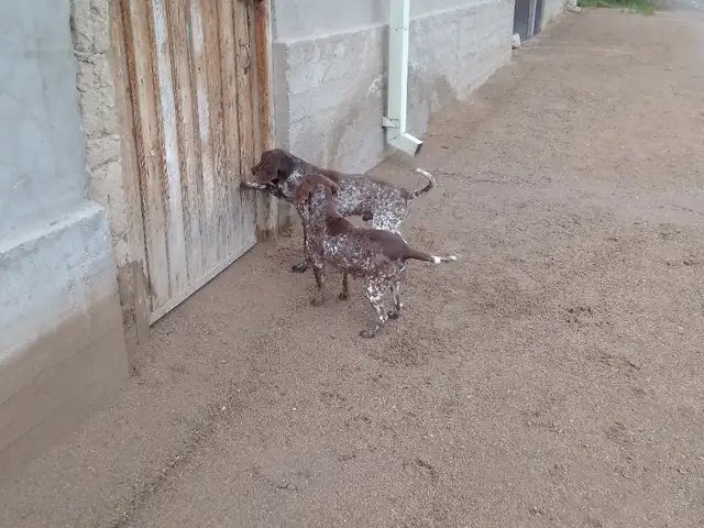 Немецкий курцхаар, Ашт