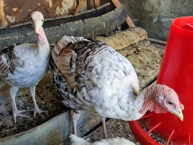 Индюки, Ашт