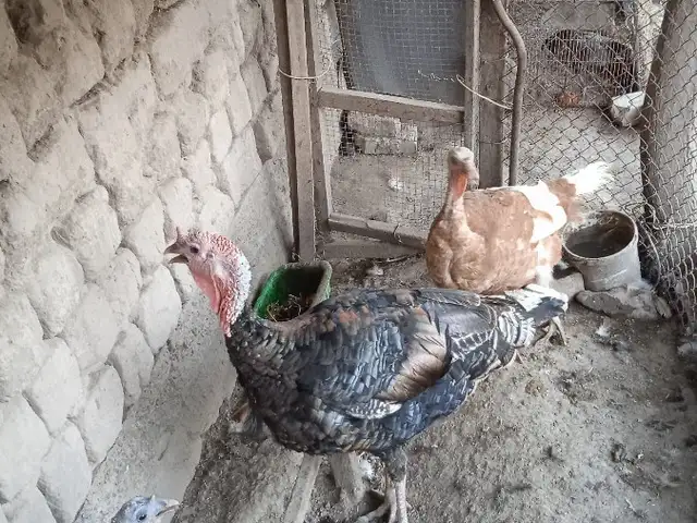 Индюк, Бохтар (Курган-Тюбе)