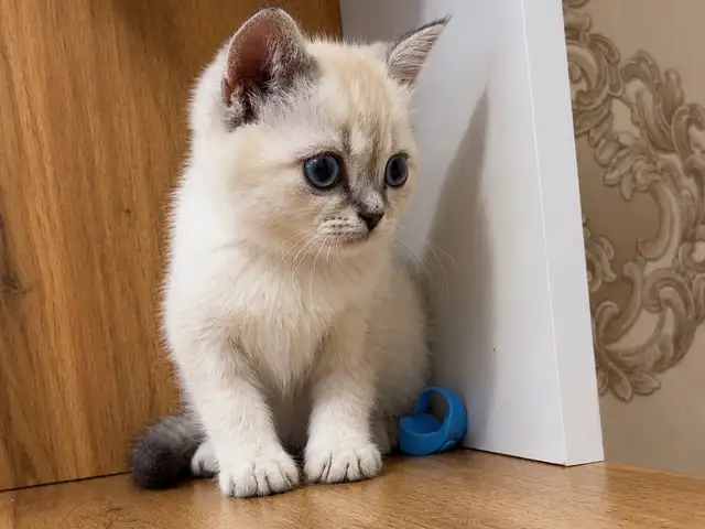 Шотландские вислоухие котята, Душанбе - 2