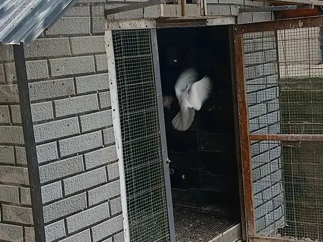Кафтар хона Будка, Ваҳдат