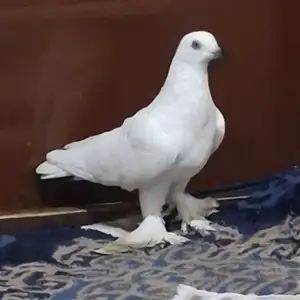 Кафтар, Душанбе