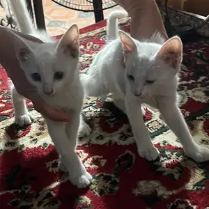 Кошки даром, Хуҷанд