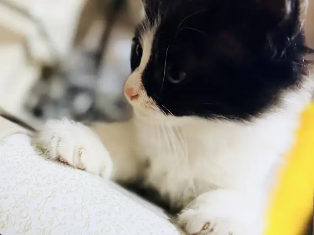 Шотландские вислоухие котята, Душанбе - 4