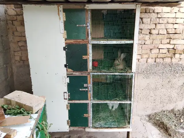 Хел барои харгуш, Душанбе