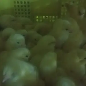 Чуҷаи бролер, Худжанд