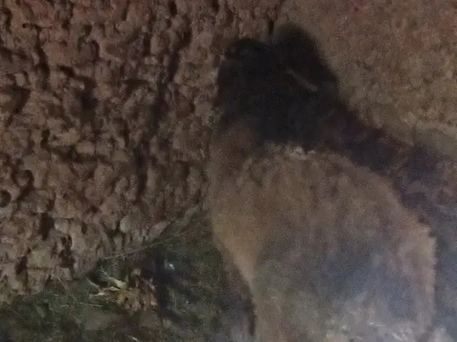 Гуспанд, Айнӣ