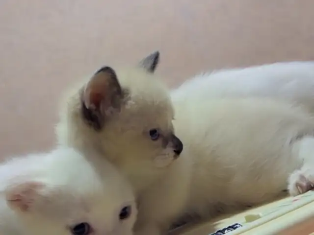 Шотландские вислоухие котята, Душанбе