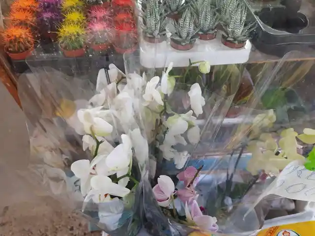 Архидея, Хуҷанд