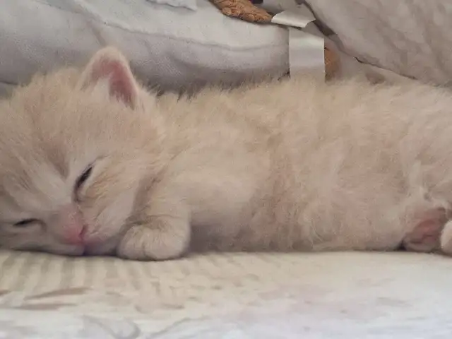 Котята, Хуҷанд