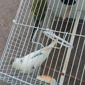 Попугай, Вахдат