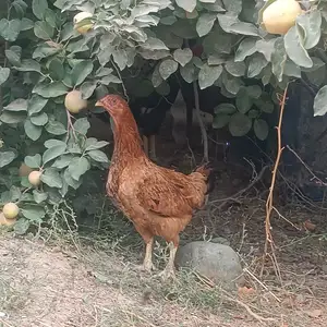 Чуча, Вахш