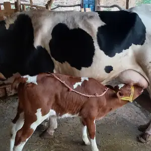 Гов оча бача, Айнӣ