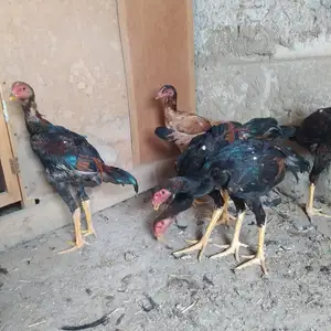 Дакан чуҷа, Худжанд
