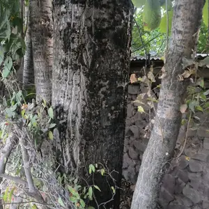 Доски, Рашт