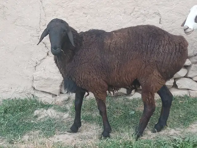 Кучқор, Истаравшан