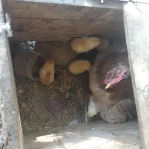 Мурги курк бо чучаш, Исфара