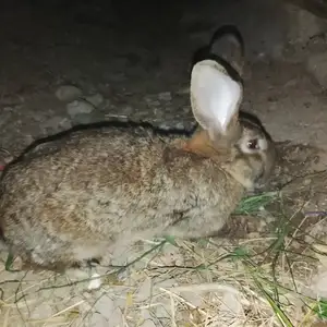 Харгуш гибрид нар. 6кг, Худжанд