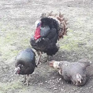 Индюк, Душанбе