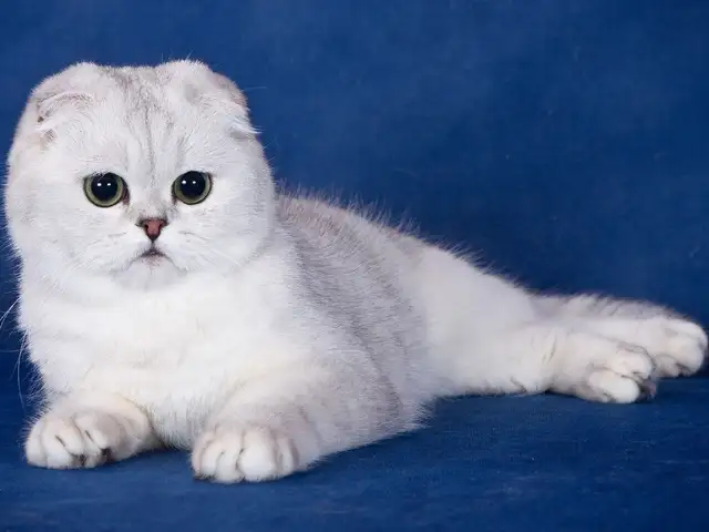 Кот шотландский, Душанбе